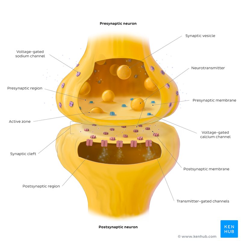 Chemical synapse with the presynaptic and postsynaptic membranes