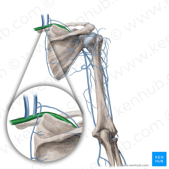 Subclavian vein (Vena subclavia); Image: Yousun Koh