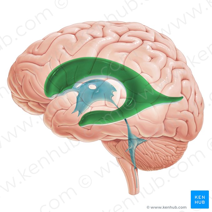 Ventrículo lateral esquerdo (Ventriculus lateralis sinister); Imagem: Paul Kim