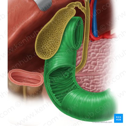 Duodenum (Zwölffingerdarm); Bild: Samantha Zimmerman