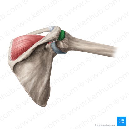 Subdeltoid & subacromial bursae (Bursa subdeltoidea & Bursa subacromialis); Image: Yousun Koh