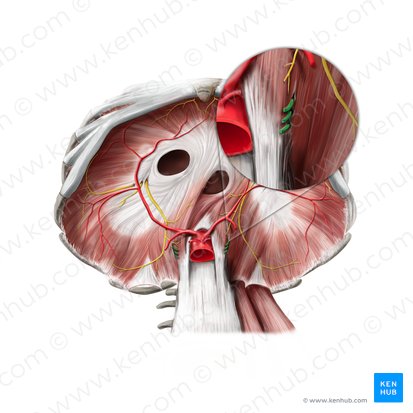 Thoracic splanchnic nerves (Nervi splanchnici thoracici); Image: Stephan Winkler