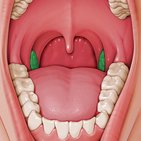 Tonsilla palatina (Gaumenmandel)