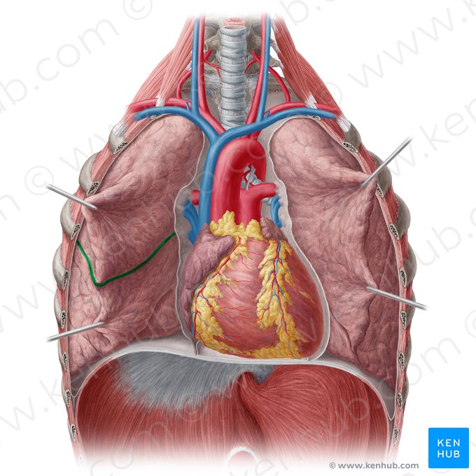Fisura horizontal del pulmón derecho (Fissura horizontalis pulmonis dextri); Imagen: Yousun Koh