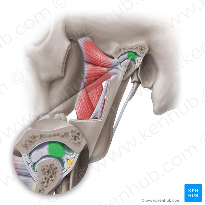 Espessamento posterior do disco articular da articulação temporomandibular (Fasciculus posterior disci articulationis temporomandibularis); Imagem: Paul Kim