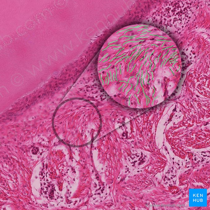 Perforating collagen fibre bundles (Sharpey fibers) (Fasciculi collageni perforantes); Image: 