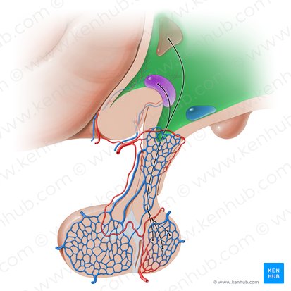 Hipotálamo (Hypothalamus); Imagen: Paul Kim