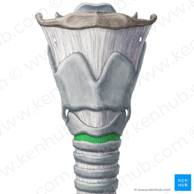 Ligamento cricotraqueal (Ligamentum cricotracheale); Imagen: Yousun Koh