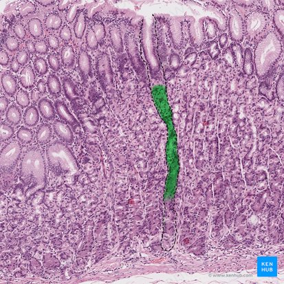 Cuello de las glándulas gástricas (Cervix glandulae gastricae); Imagen: 