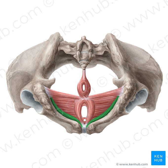 Musculus ischiocavernosus (femininus) (Sitzbein-Schwellkörper-Muskel der Frau); Bild: Liene Znotina