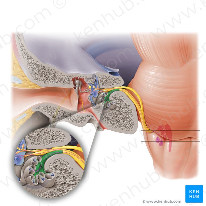 Cochlear nerve (Nervus cochlearis); Image: Paul Kim