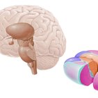 Thalamic nuclei