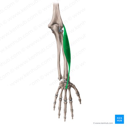 Extensor carpi radialis brevis muscle (Musculus extensor carpi radialis brevis); Image: Yousun Koh