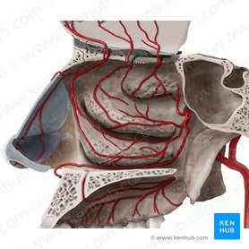 Arteria etmoidal posterior (Arteria ethmoidalis posterior); Imagen: Begoña Rodriguez