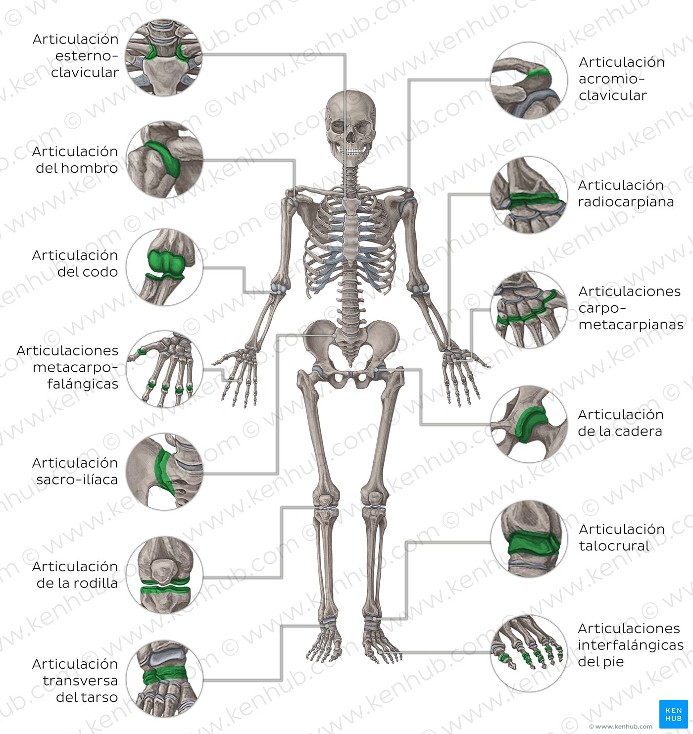 Principales articulaciones del cuerpo humano