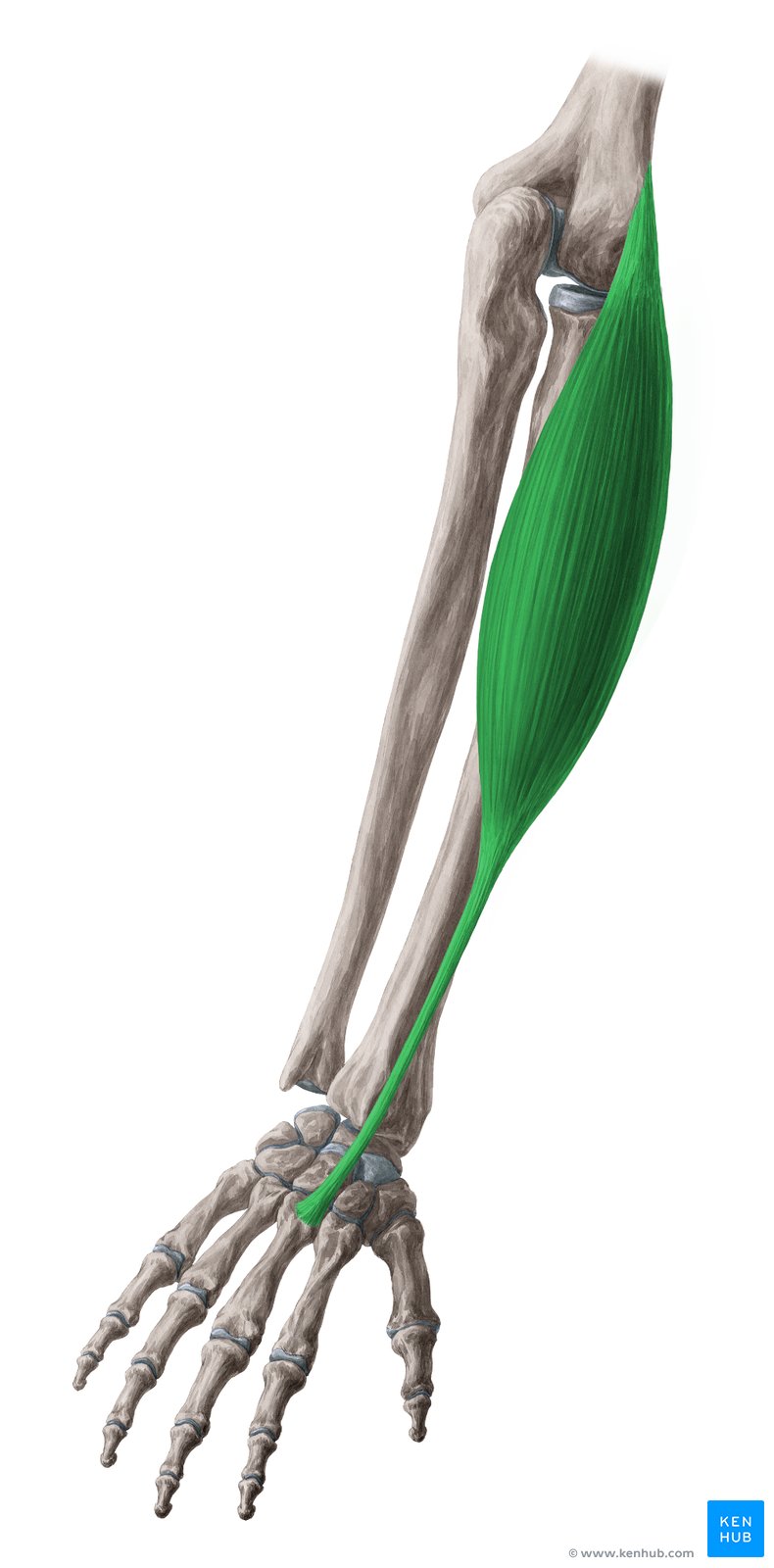 Extensor carpi radialis brevis - dorsal view