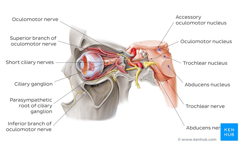 Oculomotor, abducens, and trochlear nerves - lateral-left view