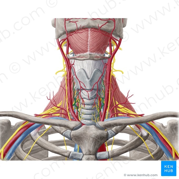 Artéria tireóidea inferior (Arteria thyroidea inferior); Imagem: Yousun Koh