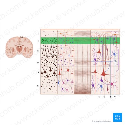 Camada granular externa do córtex cerebral (Lamina granularis externa); Imagem: Paul Kim