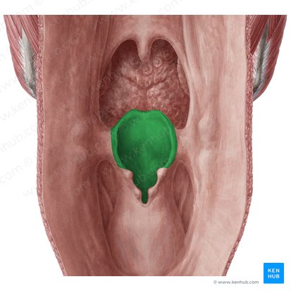 Epiglottis (Kehldeckel); Bild: Yousun Koh