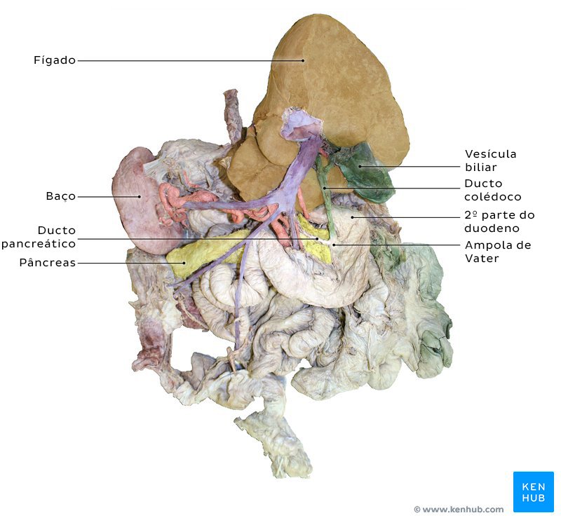 Fígado e outras vísceras abdominais em um cadáver (vista posterior).