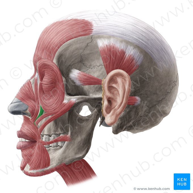 Musculus levator labii superioris (Oberlippenheber); Bild: Yousun Koh