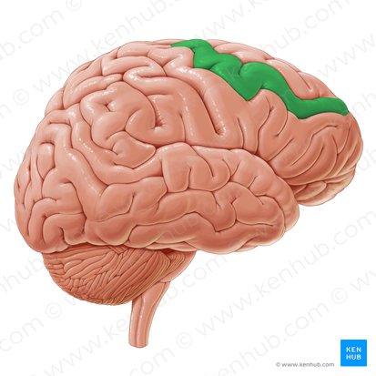 Giro frontal médio (Gyrus frontalis medius); Imagem: Paul Kim