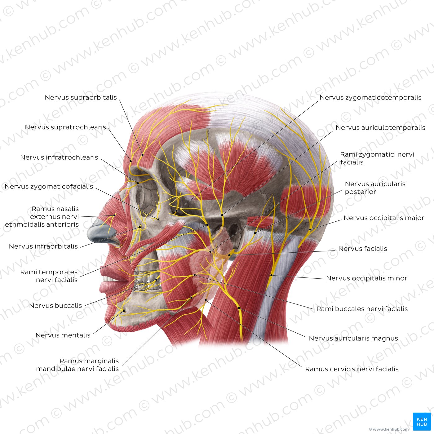 Nervus facialis Gesichtsnerv   Anatomie & Klinik   Kenhub