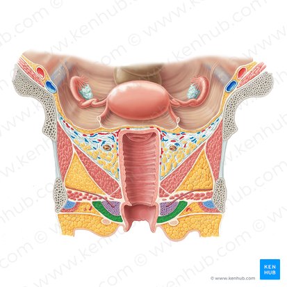 Bulbospongiosus muscle (female) (Musculus bulbospongiosus (femininus)); Image: Samantha Zimmerman