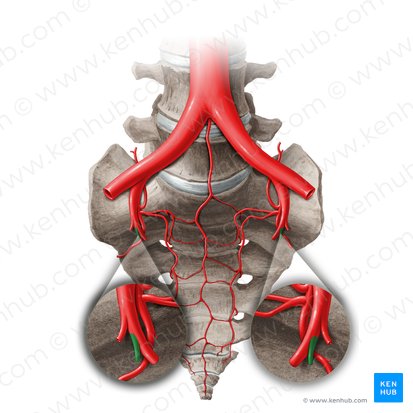Obturator artery (Arteria obturatoria); Image: Liene Znotina