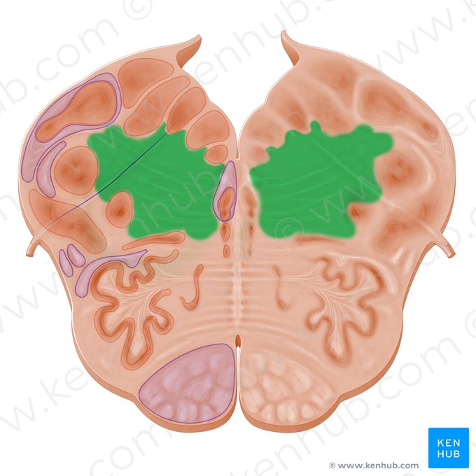 Formación reticular (Formatio reticularis); Imagen: Paul Kim