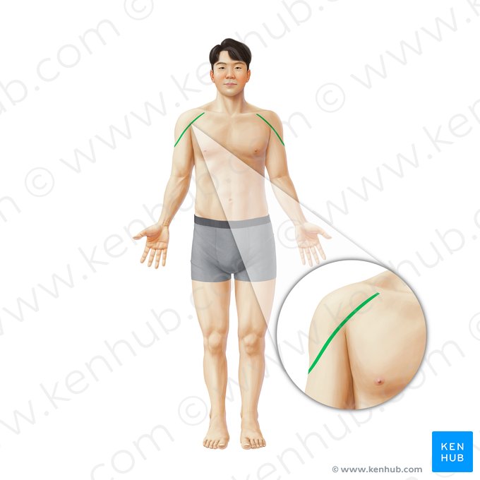 Sulco deltopeitoral (Sulcus deltopectoralis); Imagem: Paul Kim