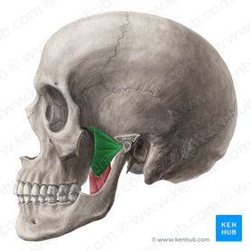 Lateral pterygoid muscle (Musculus pterygoideus lateralis); Image: Yousun Koh
