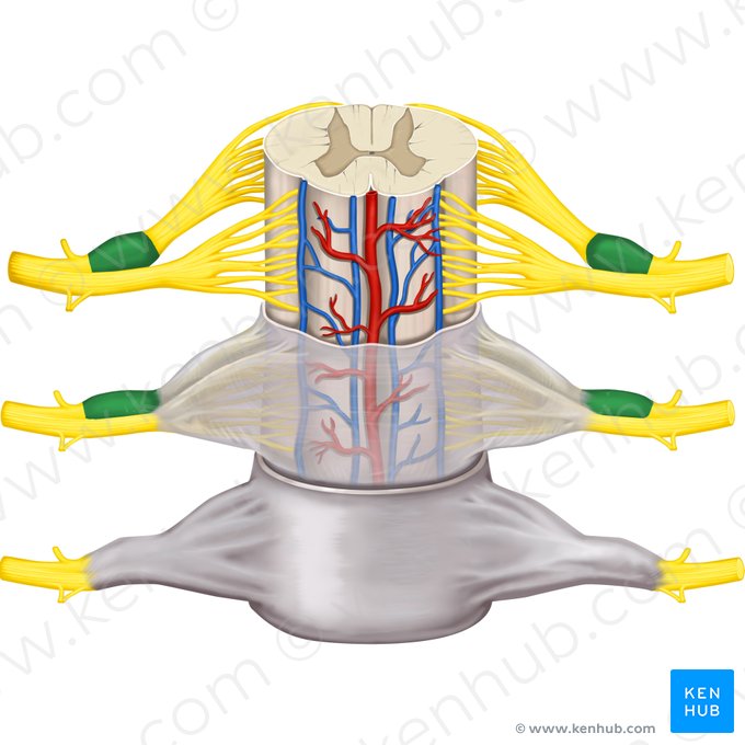 Spinal ganglion (Ganglion spinale); Image: Rebecca Betts