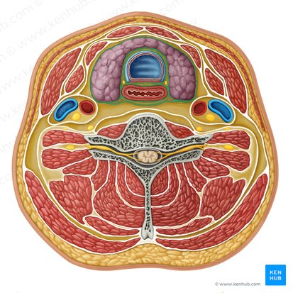 Fascia visceralis (Eingeweidefaszie); Bild: Irina Münstermann