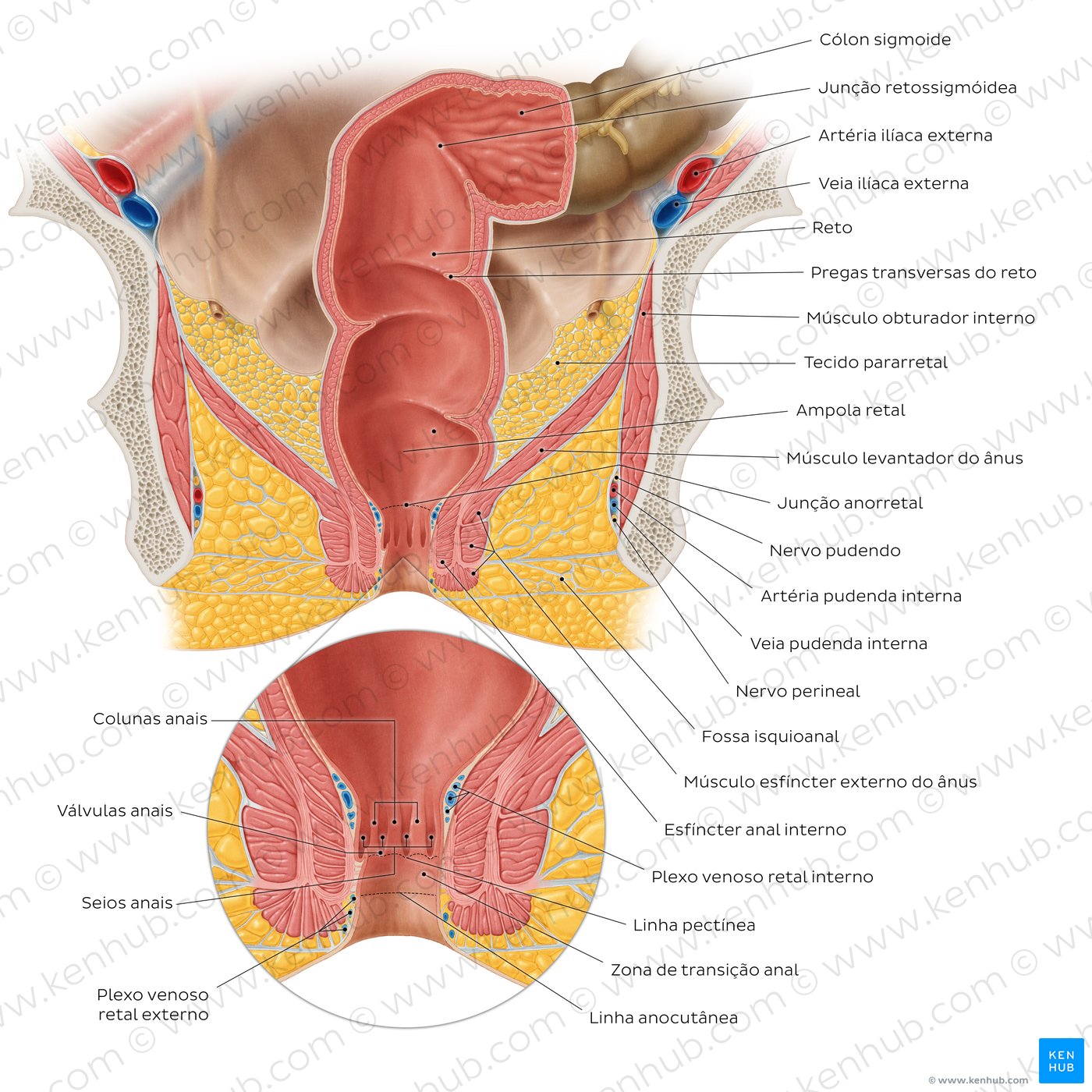 Anatomia do reto e canal anal - vista coronal