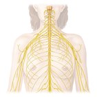 Peripheral nervous system