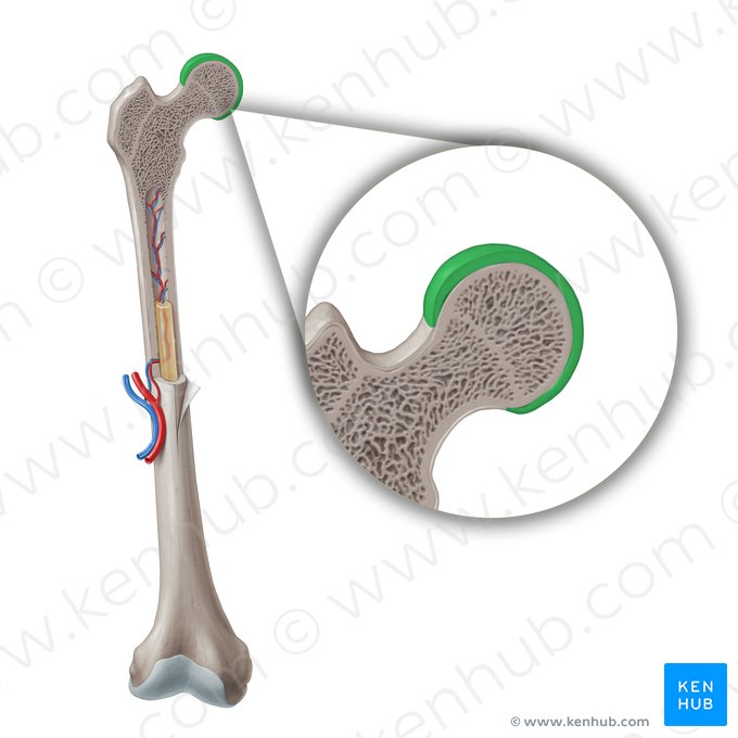 Cartílago articular (Cartilago articularis); Imagen: Paul Kim