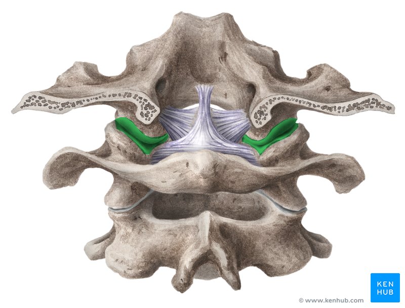 Atlanto-occipital joint (Articulatio atlantooccipitalis)