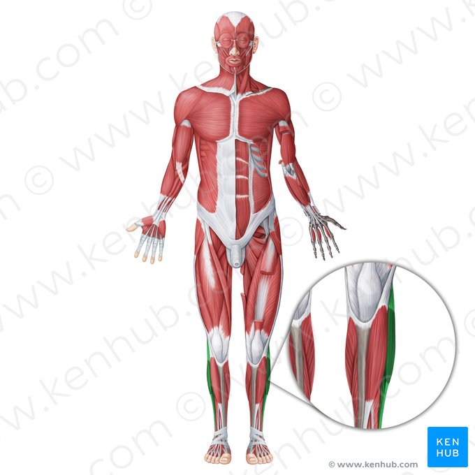 Lateral muscles of leg (Musculi laterales cruris); Image: Irina Münstermann