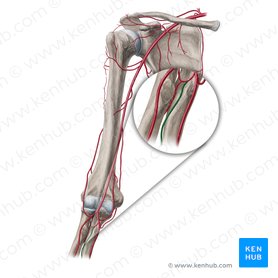 Anterior interosseous artery (Arteria interossea anterior); Image: Yousun Koh