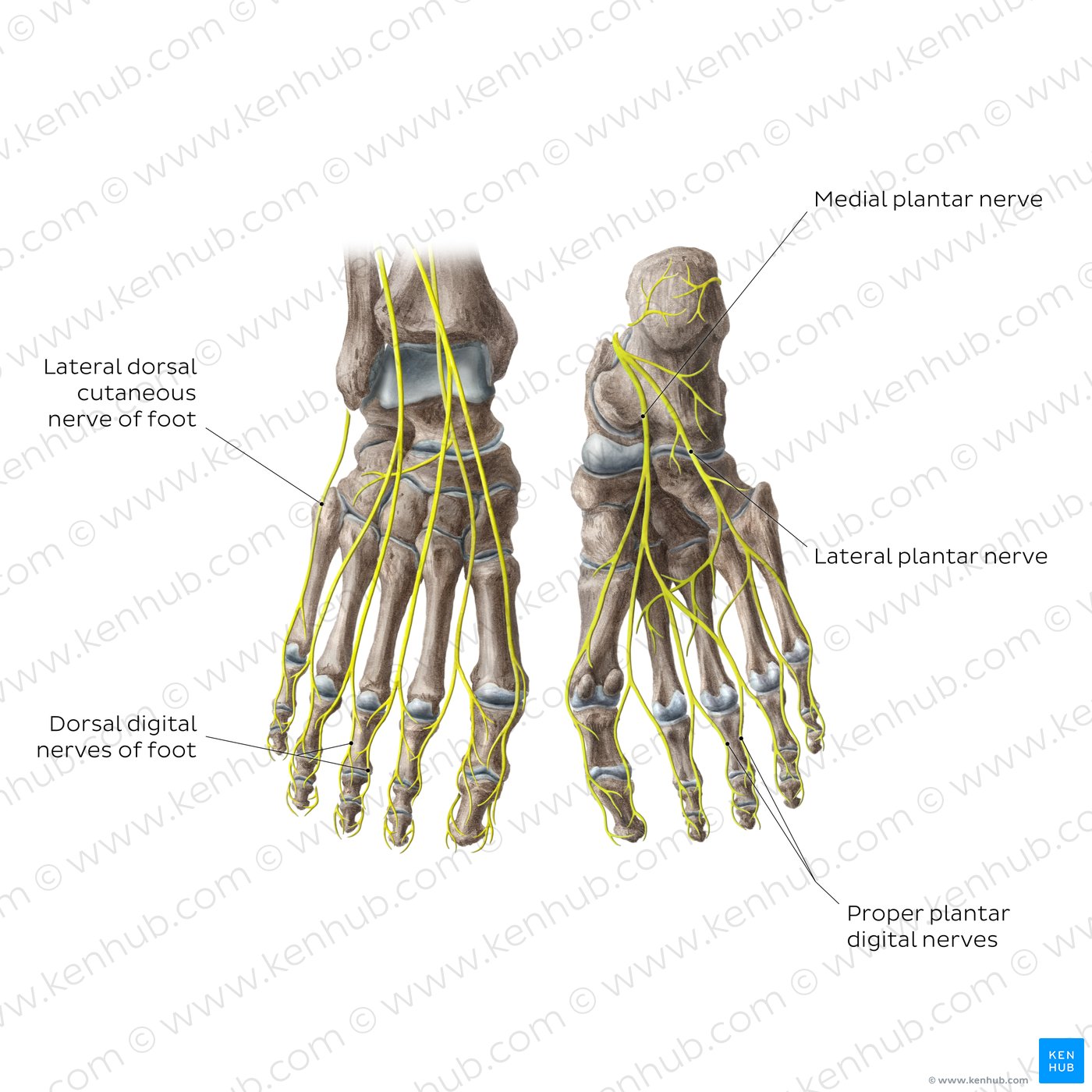 Nerves of the foot