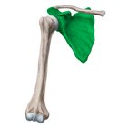 Scapula (Omoplate)