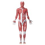 Sistema muscular