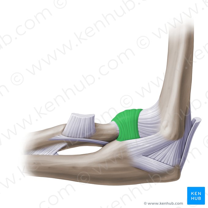 Ligamento anular del radio (Ligamentum anulare radii); Imagen: Paul Kim