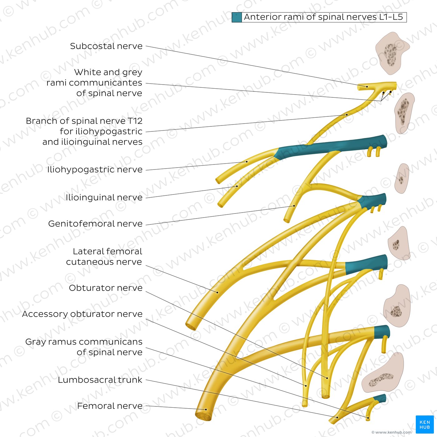 Anatomy of the lumbar plexus