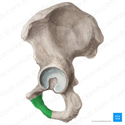 Inferior pubic ramus (Ramus inferior ossis pubis); Image: Liene Znotina