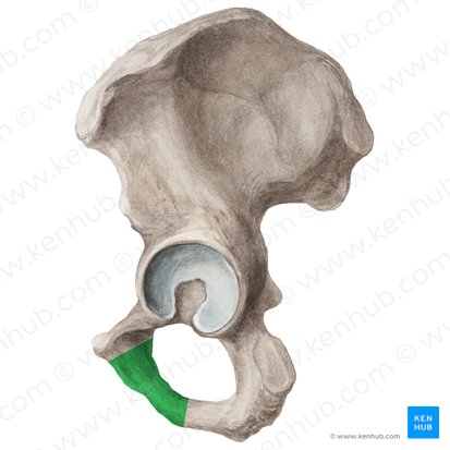 Rama inferior del pubis (Ramus inferior ossis pubis); Imagen: Liene Znotina