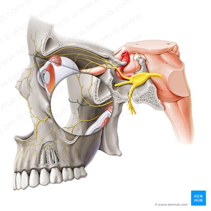 Inferior branch of supratrochlear nerve (Ramus inferior nervi supratrochlearis); Image: Paul Kim