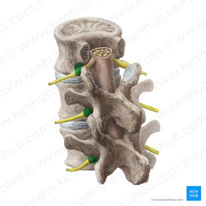 Intervertebral foramen (Foramen intervertebrale); Image: Liene Znotina